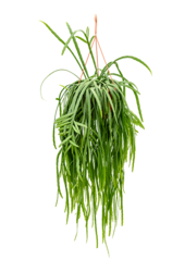 Lepismium Bolivianum