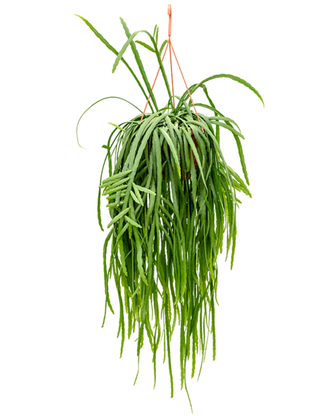 Lepismium