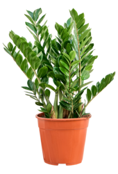 Zamioculcas Zamiifolia