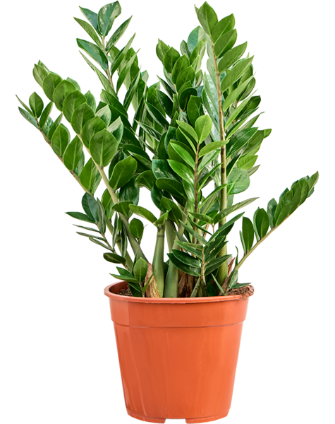 Zamioculcas
