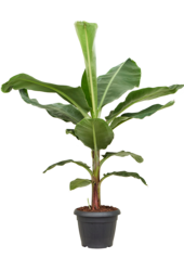 Musa Dwarf Cavendish