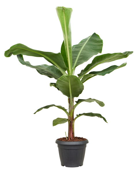 Musa