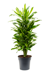 Dracena Fragrans Golden Coast