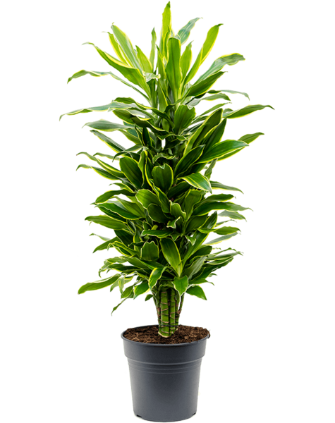 Dracena