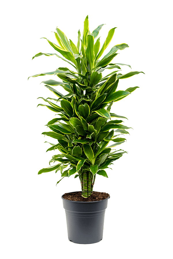 Dracena Fragrans Golden Coast