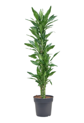 Dracaena Fragrans Burundii