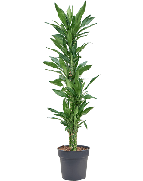 Dracena