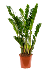 Zamioculcas Zamiifolia