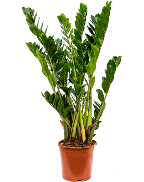 Zamioculcas