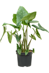 Alocasia Zebrina