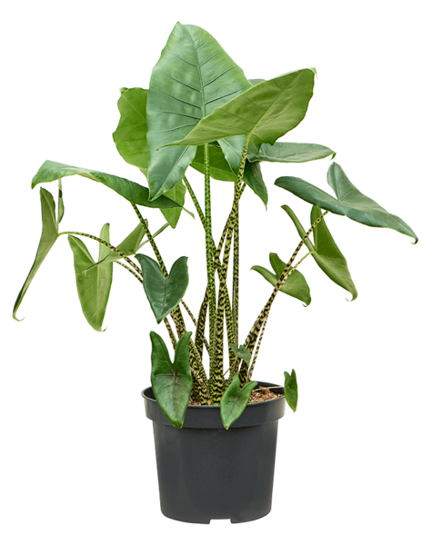 Alocasia
