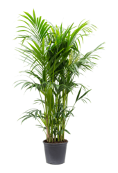 Kentia (Howea) Forsteriana