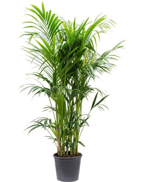 Kentia