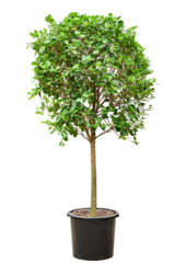 Ficus Microcarpa Moclame(200-230)