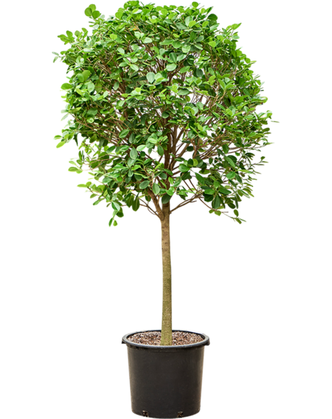 Ficus