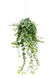 Hedera Helix Wonder