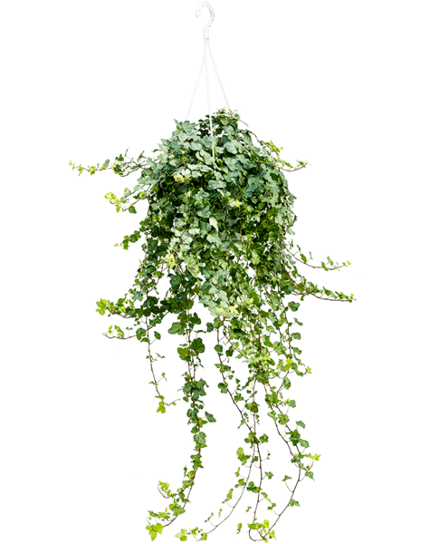 Hedera
