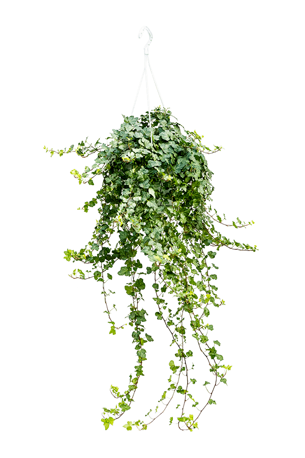 Hedera Helix Wonder