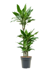 Dracaena Fragrans Burundii