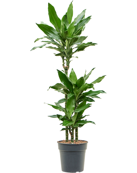 Dracena