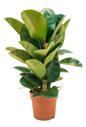 Ficus Elastica Robusta