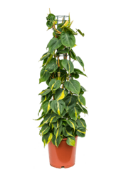 Filodendron Scandens Brasil