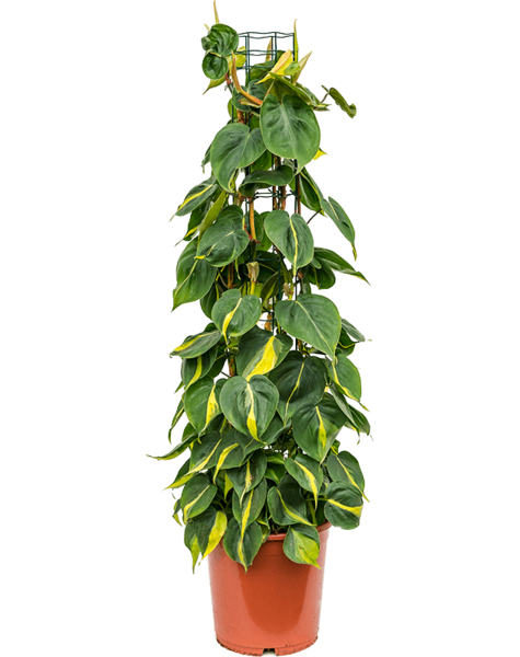 Filodendron