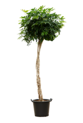 Schefflera Arboricola Compacta
