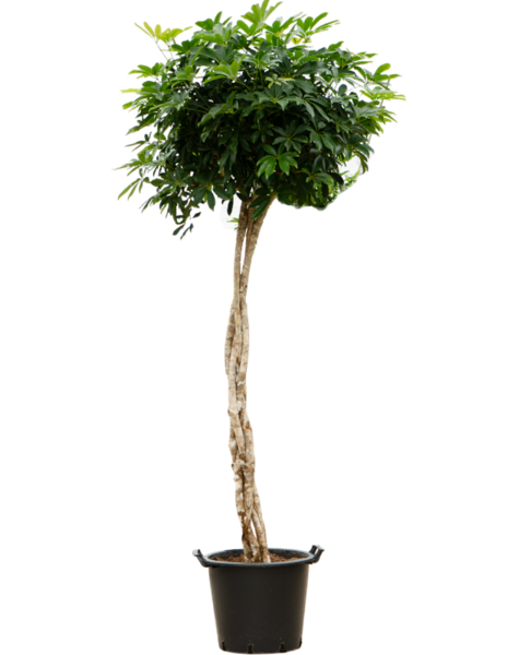 Schefflera