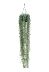 Senecio Niebieski Ogórek
