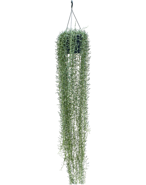 Senecio