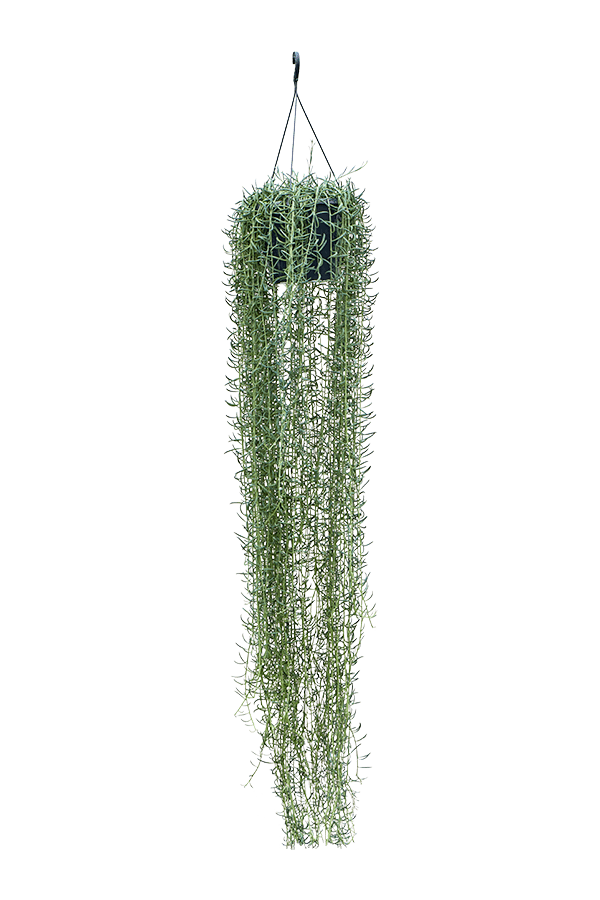 Senecio Niebieski Ogórek