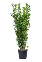 Laurus Nobilis (150-170)
