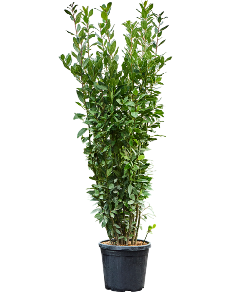 Laurus