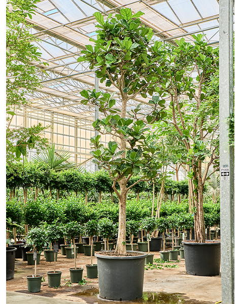 Ficus