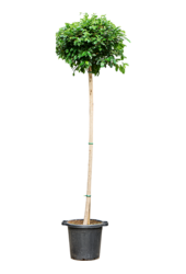 Fikus Microcarpa Nitida