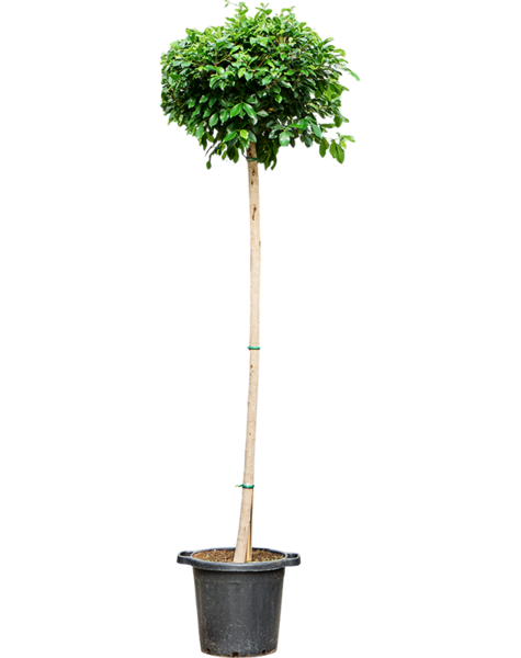 Fikus