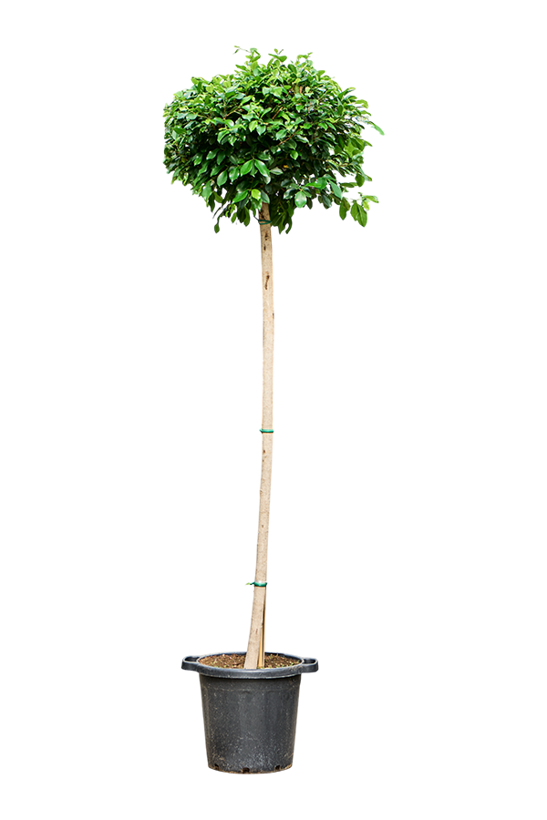 Fikus Microcarpa Nitida