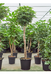 Schefflera Arboricola Compacta