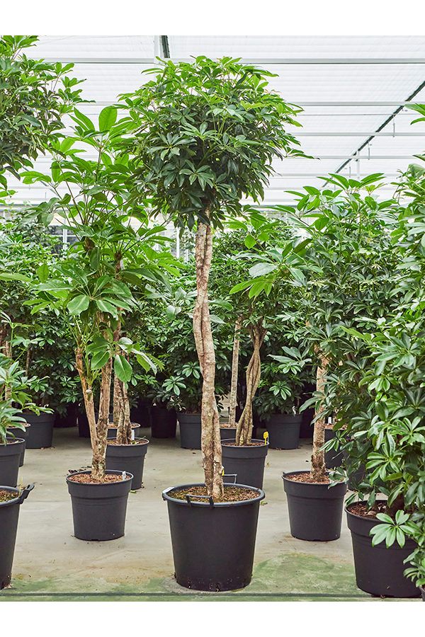 Schefflera Arboricola Compacta