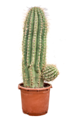 Echinopsis Atacamensis Pasacana