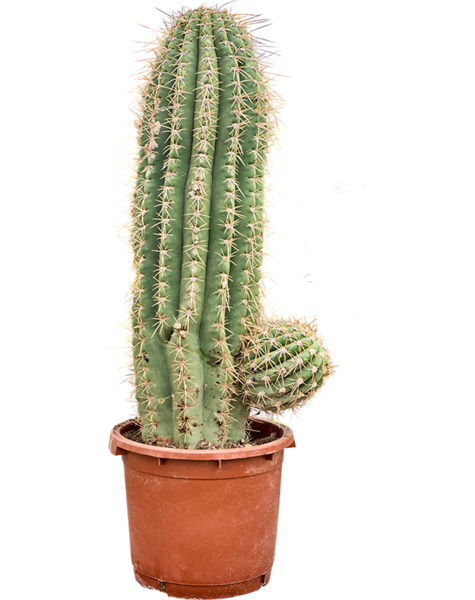 Echinopsis