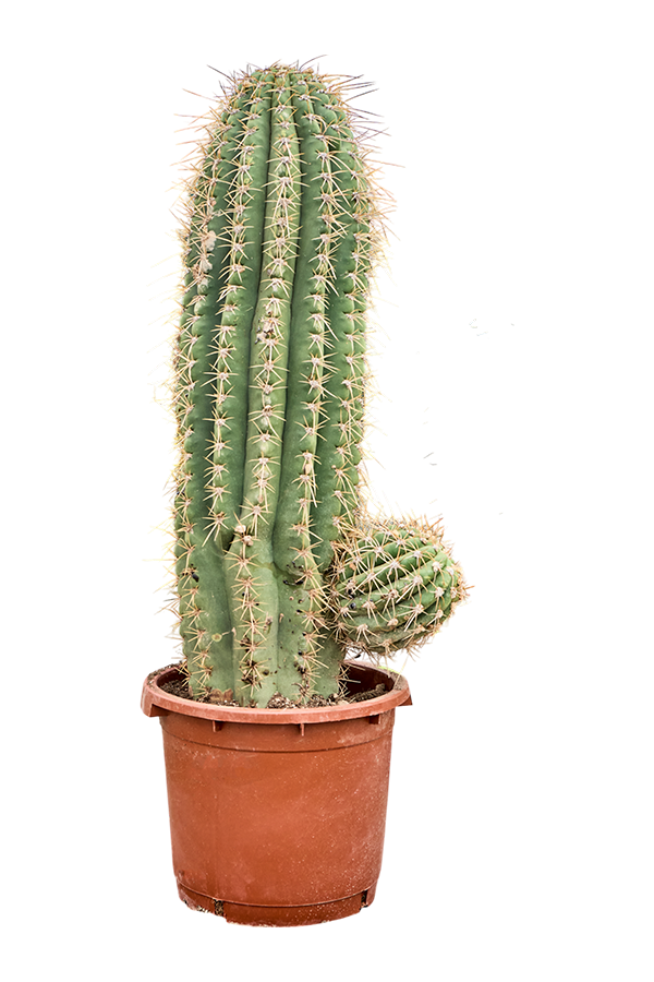 Echinopsis Atacamensis Pasacana