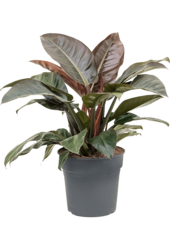 Filodendron Imperial Red