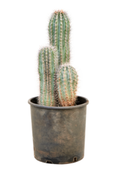 Pachycereus Pringlei