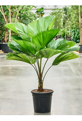 Licuala Grandis