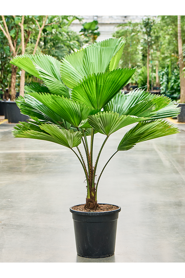 Licuala Grandis