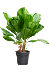 Licuala Grandis