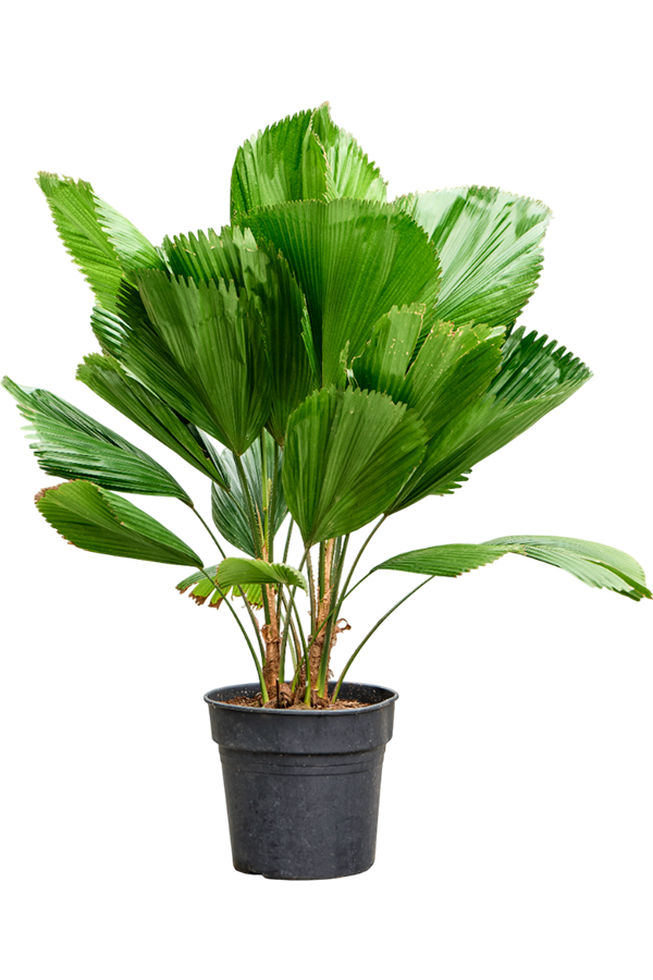 Licuala Grandis