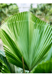 Licuala Grandis